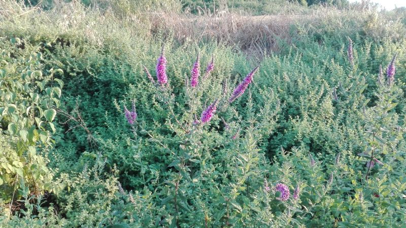 Lytrum salicaria